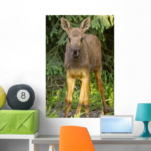 Up O Moose Calf Wall Decal