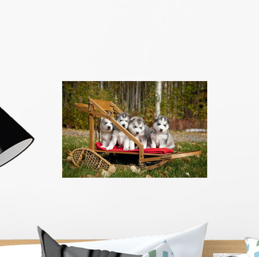 Pure-bred Siberian Husky Puppies Wall Decal