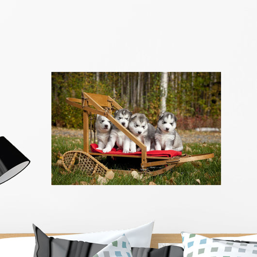 Pure-bred Siberian Husky Puppies Wall Decal