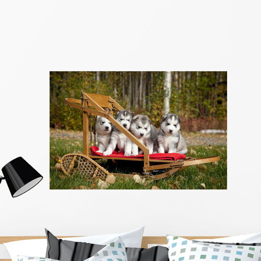 Pure-bred Siberian Husky Puppies Wall Decal