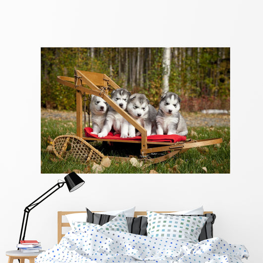 Pure-bred Siberian Husky Puppies Wall Decal