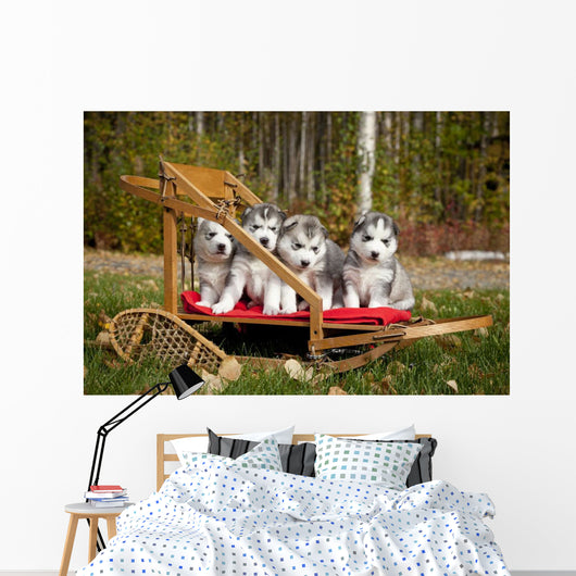 Pure-bred Siberian Husky Puppies Wall Decal