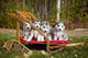 Pure-bred Siberian Husky Puppies Wall Decal