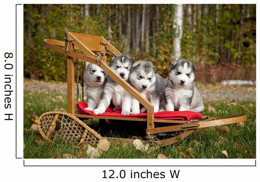 Pure-bred Siberian Husky Puppies Wall Decal