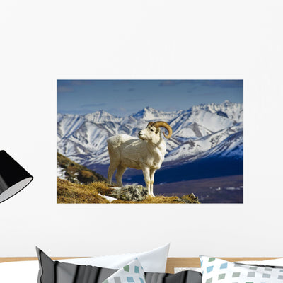 Young Dall Sheep Ram Wall Decal shown on a wall