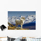 Young Dall Sheep Ram Wall Decal