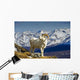 Young Dall Sheep Ram Wall Decal