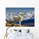 Young Dall Sheep Ram Wall Decal