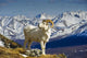 Young Dall Sheep Ram Wall Decal