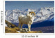 Young Dall Sheep Ram Wall Decal