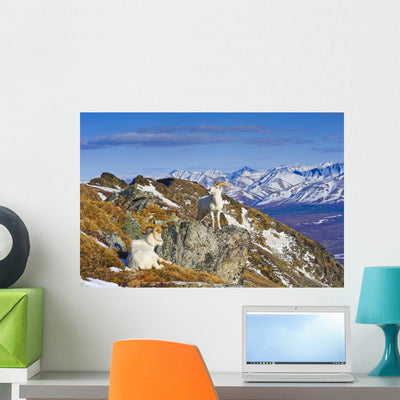 Two Dall Sheep Rams Wall Decal shown on a wall