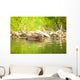 Beaver and Baby Feed Wall Decal