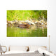 Beaver and Baby Feed Wall Decal