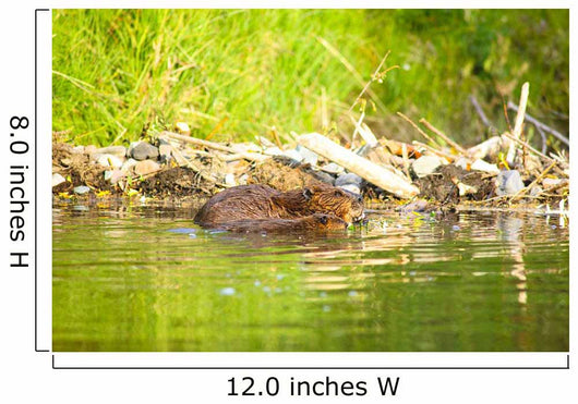 Beaver and Baby Feed Wall Decal
