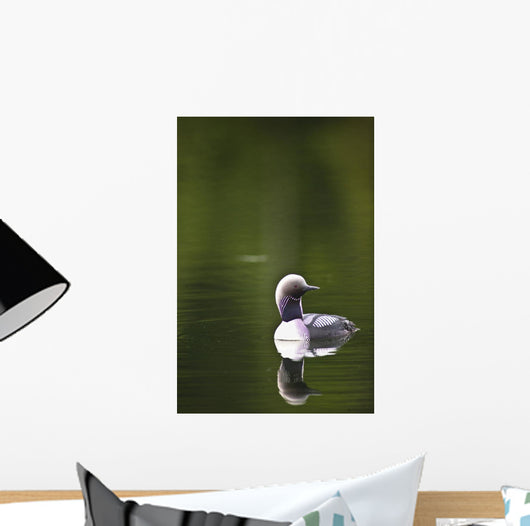 Up Pacific Loon Swimming Wall Decal