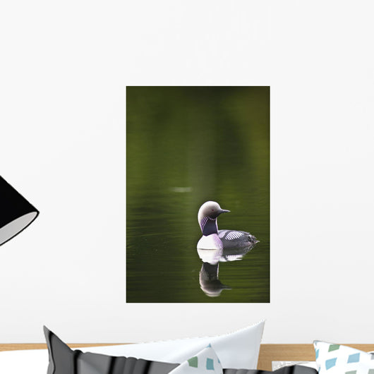 Up Pacific Loon Swimming Wall Decal