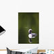 Up Pacific Loon Swimming Wall Decal