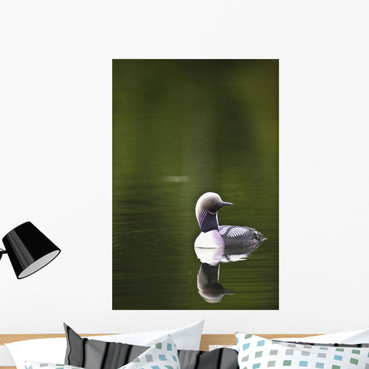 Up Pacific Loon Swimming Wall Decal