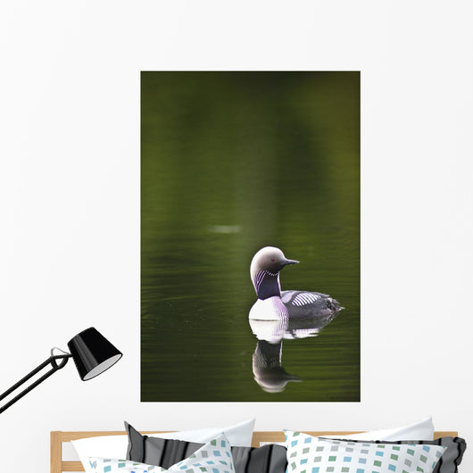 Up Pacific Loon Swimming Wall Decal