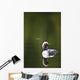 Up Pacific Loon Swimming Wall Decal