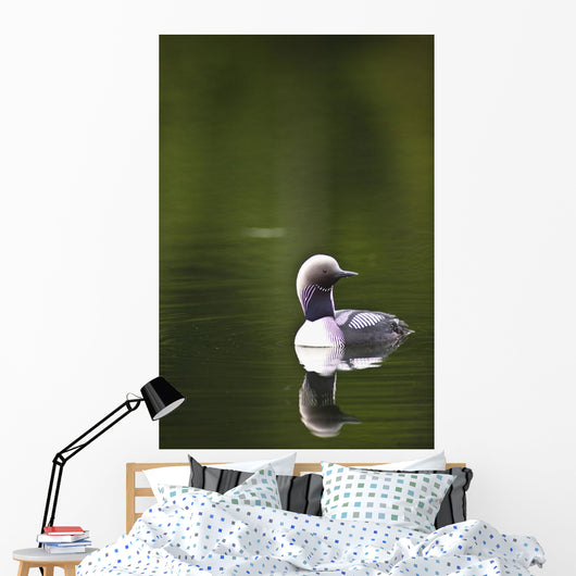 Up Pacific Loon Swimming Wall Decal