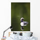 Up Pacific Loon Swimming Wall Decal