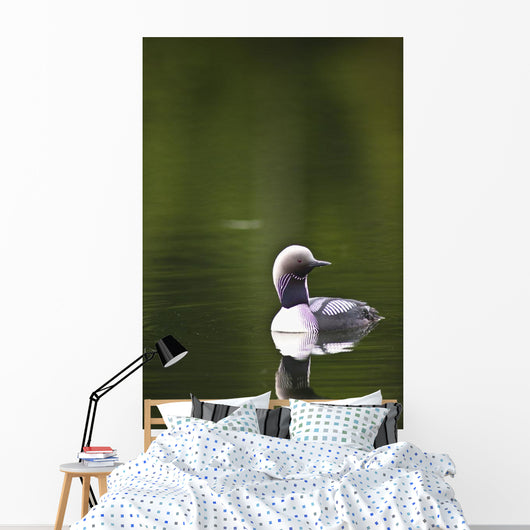 Up Pacific Loon Swimming Wall Decal