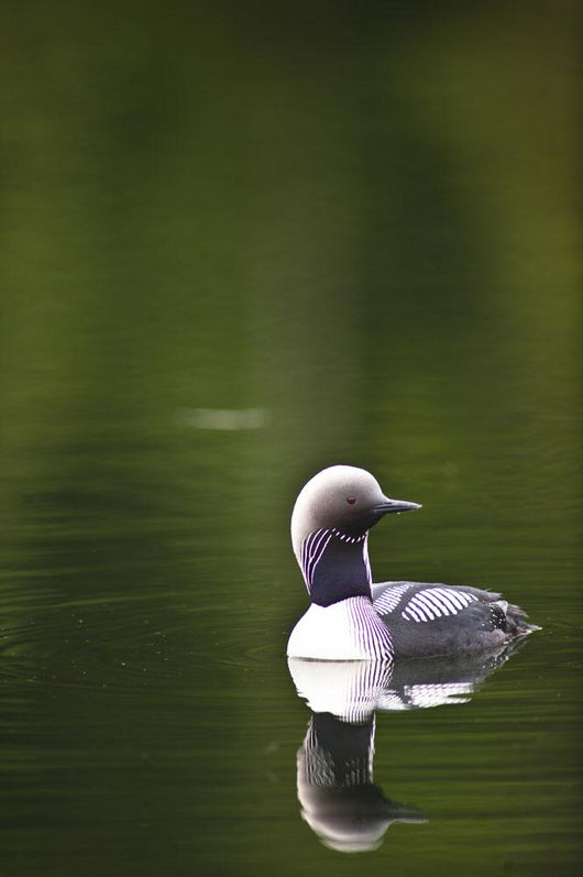 Up Pacific Loon Swimming Wall Decal