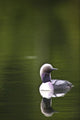 Up Pacific Loon Swimming Wall Decal