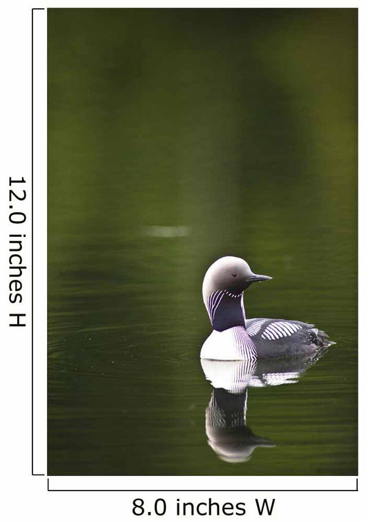 Up Pacific Loon Swimming Wall Decal