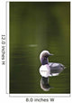 Up Pacific Loon Swimming Wall Decal