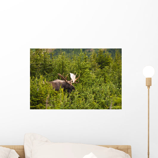 Bull Moose Rut Standing Wall Decal Design 2