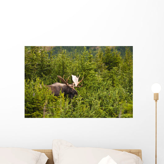 Bull Moose Rut Standing Wall Decal Design 2
