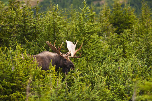Bull Moose Rut Standing Wall Decal Design 2
