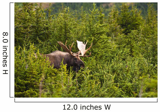 Bull Moose Rut Standing Wall Decal Design 2