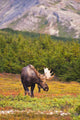 Bull Moose Rut Standing Wall Decal Design 1