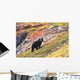Black Bear Foraging for Wall Decal