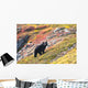 Black Bear Foraging for Wall Decal