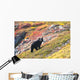 Black Bear Foraging for Wall Decal
