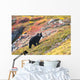 Black Bear Foraging for Wall Decal