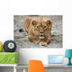 Lioness Wall Mural