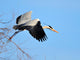 Heron Wall Mural
