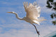 Flight Wall Decal