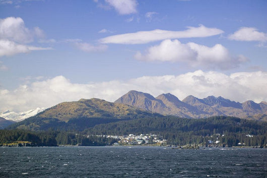City Kodiak Wall Decal