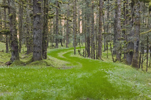 Overgrown Old Road through Wall Decal