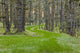 Overgrown Old Road through Wall Decal