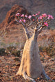 Bottle Tree - Adenium Obesum â€“ Endemic Tree of Socotra Island Wall Mural