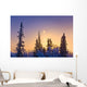 Spruce Trees Silhouetted against Wall Decal