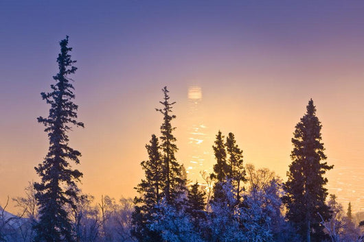 Spruce Trees Silhouetted against Wall Decal