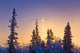 Spruce Trees Silhouetted against Wall Decal